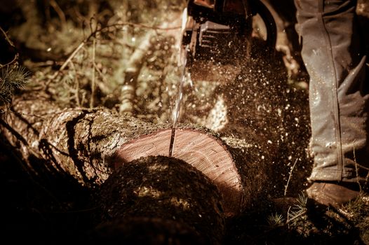 View Of Man Cutting Tree Against Clear Blue Sky