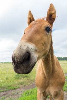 The photo depicts a smiling foal in the meadow