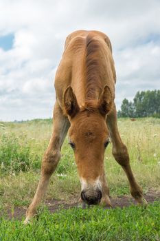 The photo depicts a smiling foal in the meadow