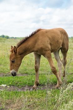 The photo depicts a smiling foal in the meadow