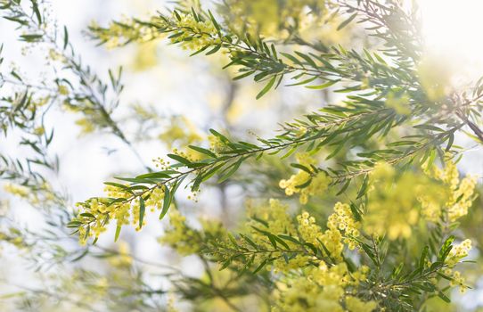 Early morning australian yellow wattle flowers in sunshine