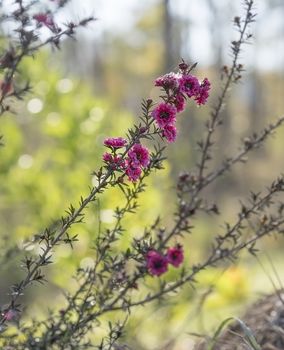 Leptospermum scoparium Burgundy, red small Australian native flowers flowering in winter 