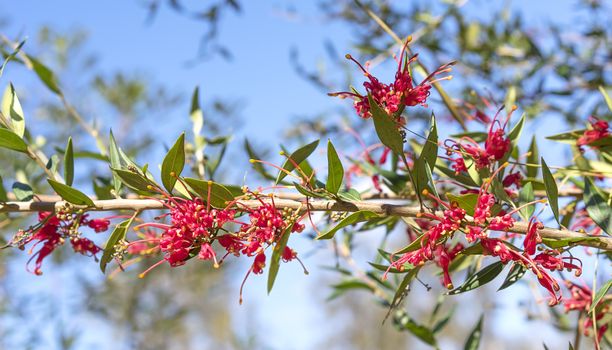 Red flowers of australian Grevillea splendour blooms growing in the garden against blue sky