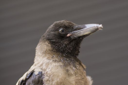 Hoodie frequent bird in a city close up