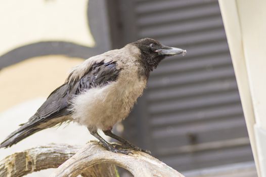 Hoodie frequent bird in a city close up