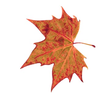 autumn dry leaf of red oak tree