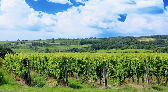 Sobes vineyard in South Moravia near Znojmo town in Czech Republic. One of the oldest and best placed vineyard in Europe. Vineyard in day with blue sky.