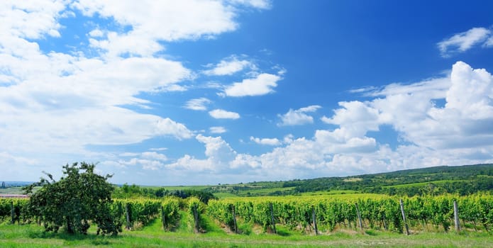 Sobes vineyard in South Moravia near Znojmo town in Czech Republic. One of the oldest and best placed vineyard in Europe. Vineyard in day with blue sky.