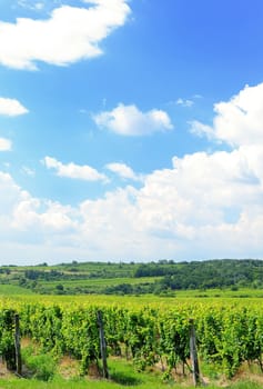 Sobes vineyard in South Moravia near Znojmo town in Czech Republic. One of the oldest and best placed vineyard in Europe. Vineyard in day with blue sky.