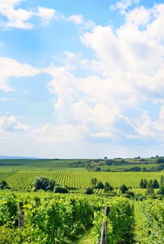 Sobes vineyard in South Moravia near Znojmo town in Czech Republic. One of the oldest and best placed vineyard in Europe. Vineyard in day with blue sky.