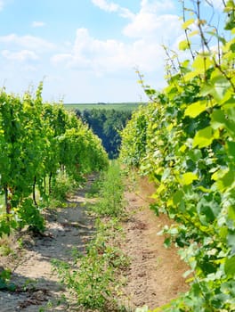 Sobes vineyard in South Moravia near Znojmo town in Czech Republic. One of the oldest and best placed vineyard in Europe. Vineyard in day with blue sky.