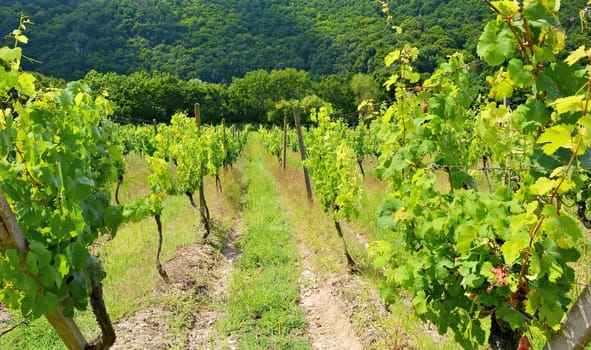 Sobes vineyard in South Moravia near Znojmo town in Czech Republic. One of the oldest and best placed vineyard in Europe.