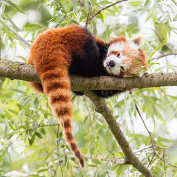 Red Panda, Firefox or Lesser Panda (Ailurus fulgens) resting in a tree