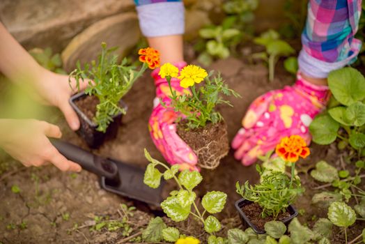 Close-up of a female hands planting flowers in the garden.