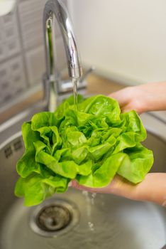 Close-up of a female hands washing lettuce in the kitchen. 