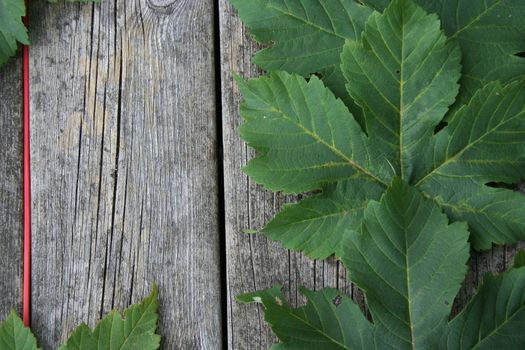 Leaves on plank