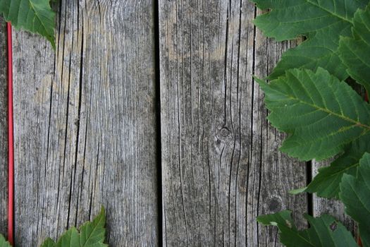 Leaves on plank