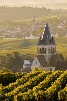 Champagne vineyards Villedomange in Marne department, Champagne-Ardennes, France, Europe