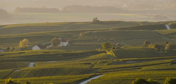 Champagne vineyards Villedomange in Marne department, Champagne-Ardennes, France, Europe