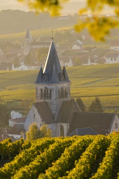Champagne vineyards Villedomange in Marne department, Champagne-Ardennes, France, Europe
