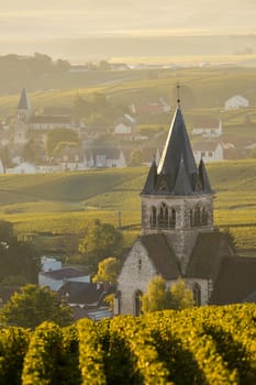 Champagne vineyards Villedomange in Marne department, Champagne-Ardennes, France, Europe