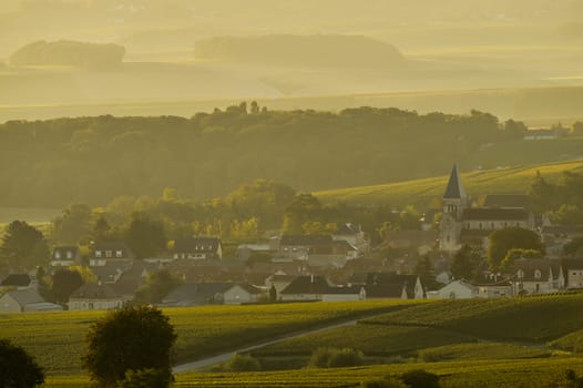 Champagne vineyards Villedomange in Marne department, Champagne-Ardennes, France, Europe