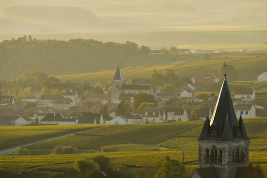 Champagne vineyards Villedomange in Marne department, Champagne-Ardennes, France, Europe