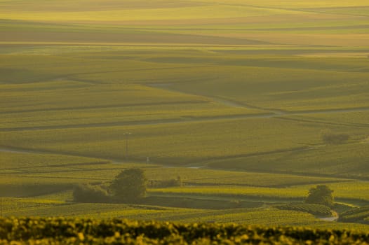 Champagne vineyards Villedomange in Marne department, Champagne-Ardennes, France, Europe