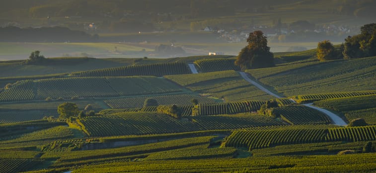 Champagne vineyards Villedomange in Marne department, Champagne-Ardennes, France, Europe