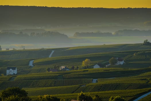 Champagne vineyards Villedomange in Marne department, Champagne-Ardennes, France, Europe