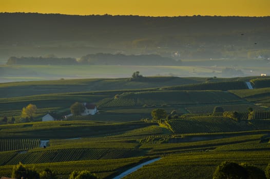 Champagne vineyards Villedomange in Marne department, Champagne-Ardennes, France, Europe