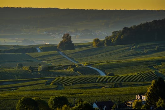 Champagne vineyards Villedomange in Marne department, Champagne-Ardennes, France, Europe
