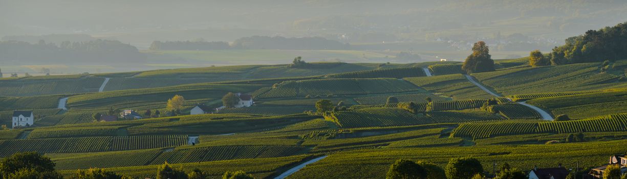 Champagne vineyards Villedomange in Marne department, Champagne-Ardennes, France, Europe