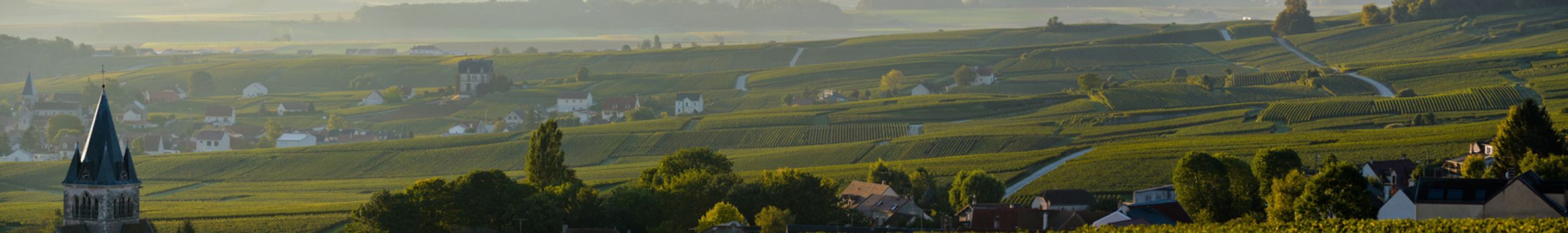Champagne vineyards Villedomange in Marne department, Champagne-Ardennes, France, Europe