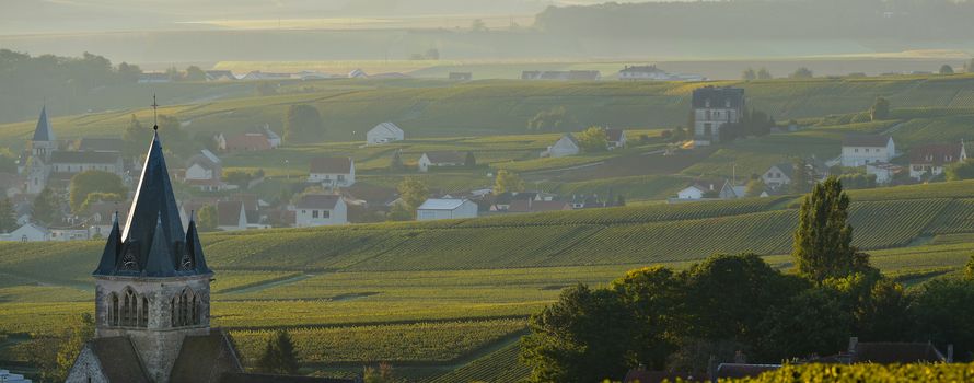 Champagne vineyards Villedomange in Marne department, Champagne-Ardennes, France, Europe