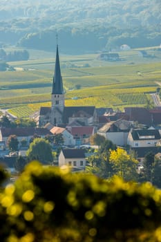 Champagne vineyards Villedomange in Marne department, Champagne-Ardennes, France, Europe
