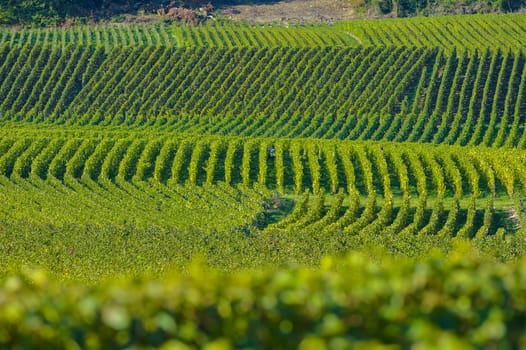 Champagne vineyards Villedomange in Marne department, Champagne-Ardennes, France, Europe