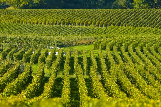 Champagne vineyards Villedomange in Marne department, Champagne-Ardennes, France, Europe