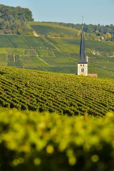 Champagne vineyards Villedomange in Marne department, Champagne-Ardennes, France, Europe