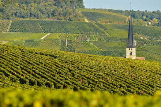 Champagne vineyards Villedomange in Marne department, Champagne-Ardennes, France, Europe