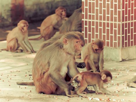 India: Baby monkey with it family in the sacred monkey temple.