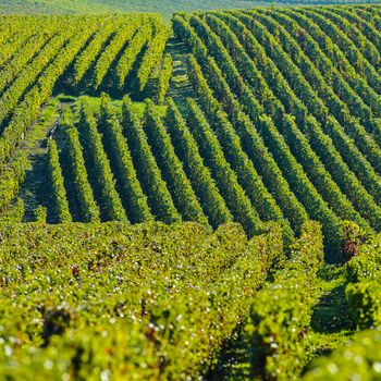 Champagne vineyards Villedomange in Marne department, Champagne-Ardennes, France, Europe