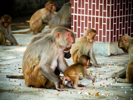 India: Baby monkey with it family in the sacred monkey temple.