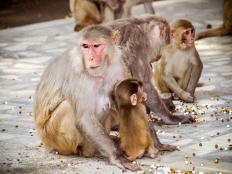 India: Baby monkey with it family in the sacred monkey temple.