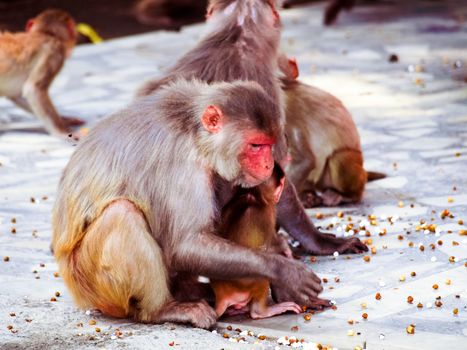 India: Baby monkey with it family in the sacred monkey temple.