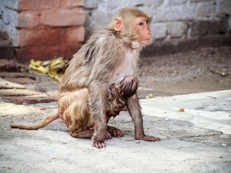 India: Baby monkey with it family in the sacred monkey temple.