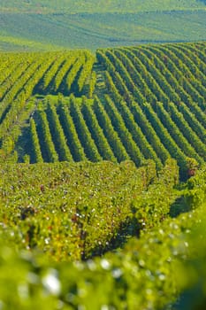 Champagne vineyards Villedomange in Marne department, Champagne-Ardennes, France, Europe