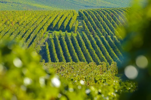 Champagne vineyards Villedomange in Marne department, Champagne-Ardennes, France, Europe