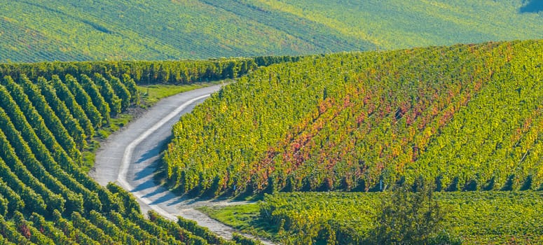 Champagne vineyards Villedomange in Marne department, Champagne-Ardennes, France, Europe