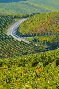 Champagne vineyards Villedomange in Marne department, Champagne-Ardennes, France, Europe